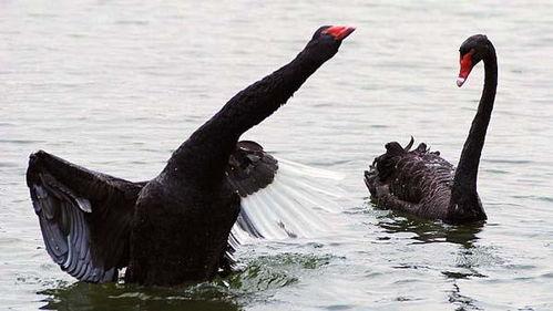 网红大鹅 黑黑是什么意思流行词,流行语的魅力与内涵