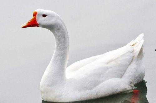 网红大鹅 黑黑是什么意思流行词,流行语的魅力与内涵