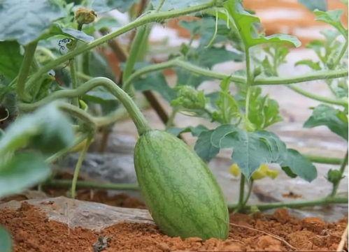 52每日大瓜视频,揭秘娱乐圈幕后故事，带你领略明星真实生活