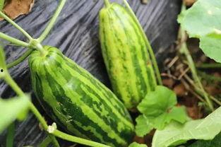 爆炸瓜视频 吃瓜是什么意思,从“爆炸瓜视频”看“吃瓜”文化的兴起与演变