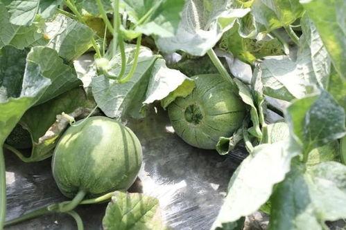 爆炸瓜视频 吃瓜是什么意思,从“爆炸瓜视频”看“吃瓜”文化的兴起与演变