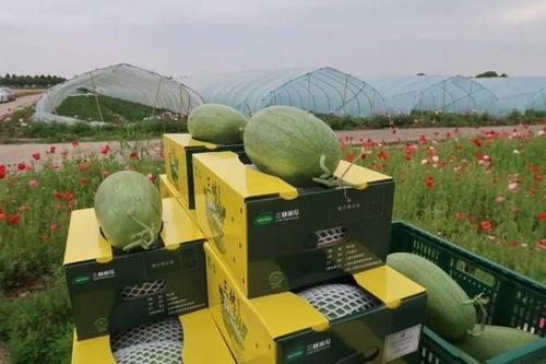 寿光网红大瓜 独家爆料网免费入口,独家爆料，网免费入口大公开！